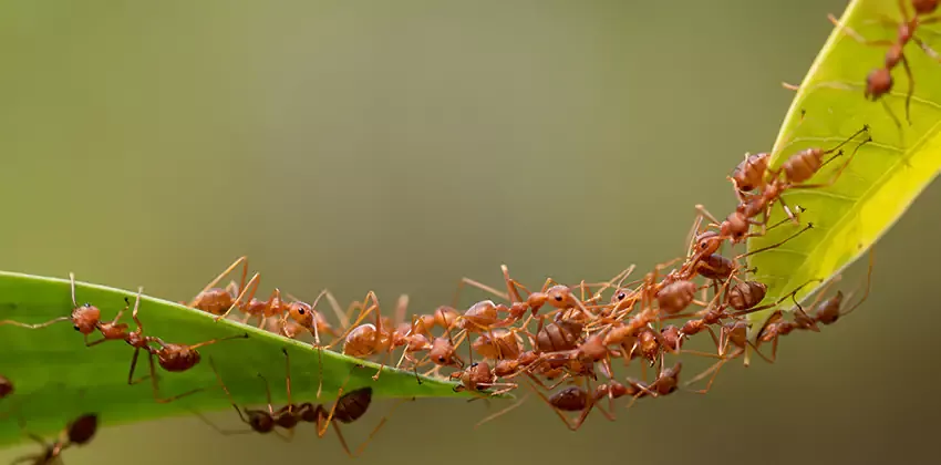 Fire ants swarming on a leaf in a Lufkin yard