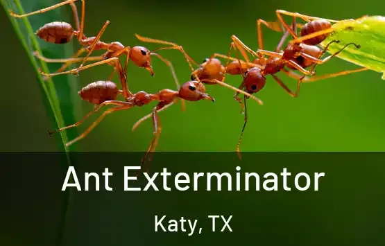 Carpenter ant exterminator treating a Lufkin, TX home