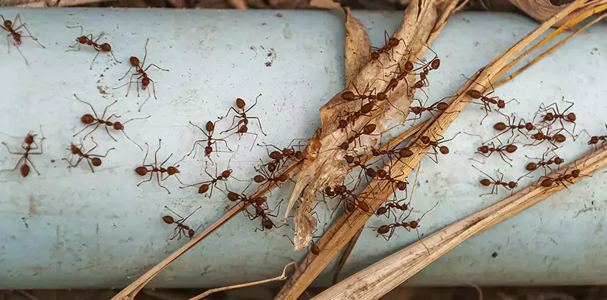 Ant Pest Control for Lufkin, TX properties