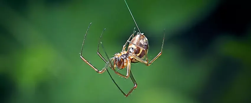 Spider Pest Control for Lufkin, TX properties