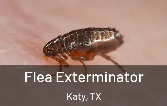 Flea Pest Control in Lufkin, TX