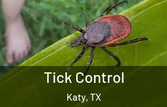 Tick Treatment in Lufkin, TX