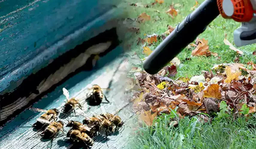 Wasp pest control Lufkin TX